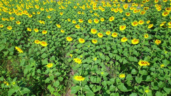 4K Beautiful aerial view of sunflowers, sunflowers blooming in the wind