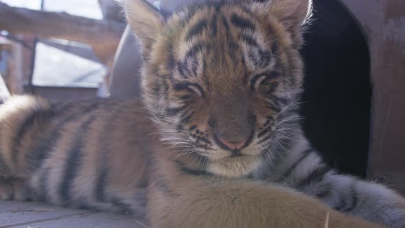 Tiger cub big cat in captivity
