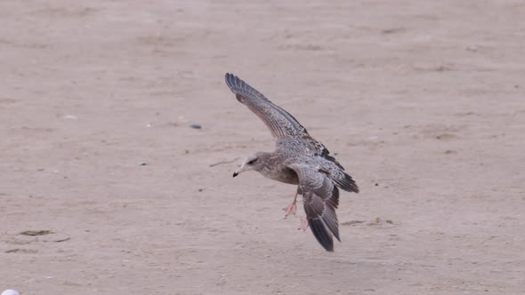 Seagull flying in slow motion at the beach
