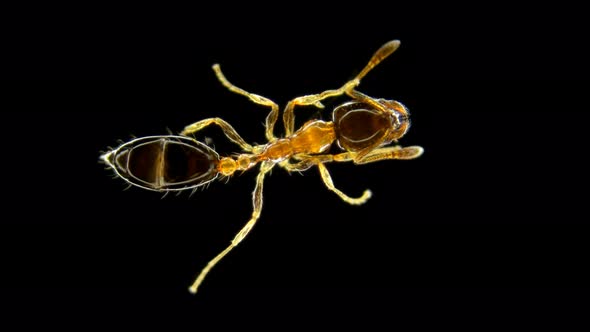 the Structure of the Monomorium Floricola Ant Can Be Seen From How Many Parts It Consists of and How