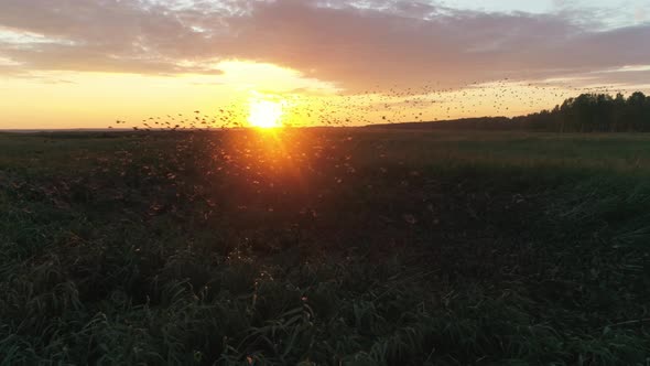 Birds Flying at Sunset