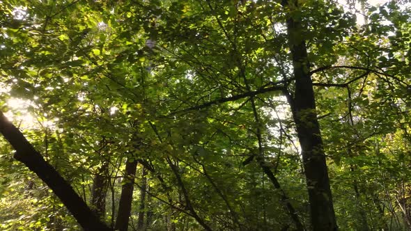 Trees in the Forest on an Autumn Day