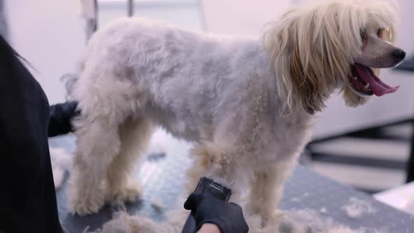 Dog In Pet Grooming Salon Getting Hair Cut With Trimmer