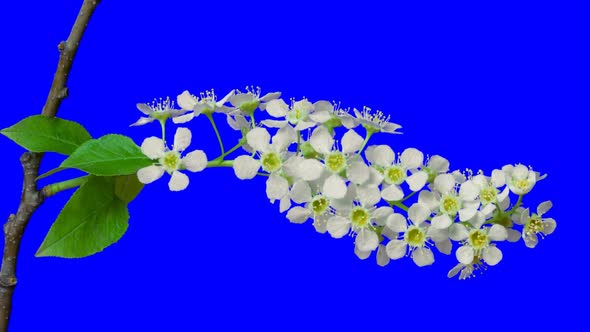 Bird-Cherry Flowers Blooming. Time Lapse With Alpha Channel