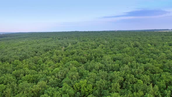 Flight over natural landscape of the forest