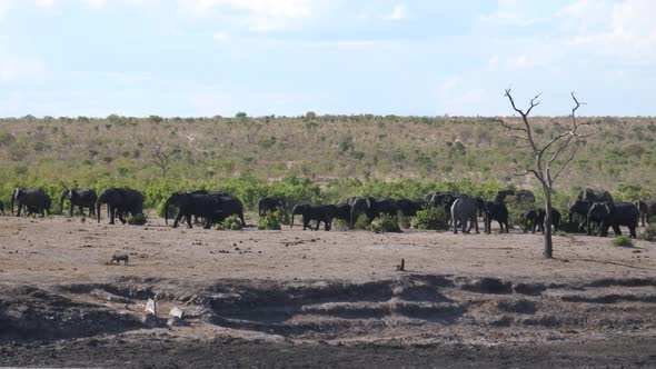 Lonely elephant walks in a different direction and passing by a big herd