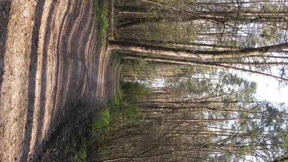 Vertical Video of a Road in the Forest Slow Motion