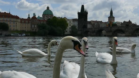 Prague City - Towers, Bridge, River, Swans