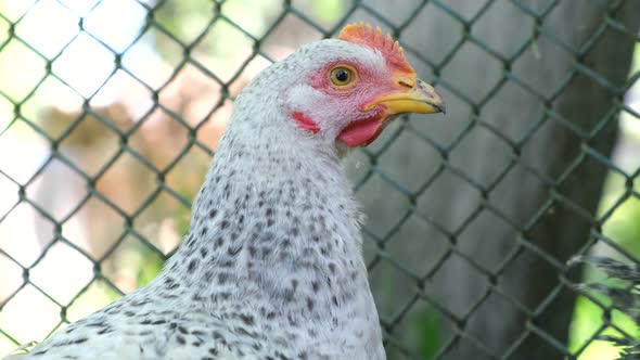 A Gray Young Chicken Looks Away
