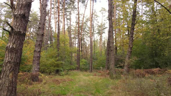 Autumn Forest Landscape with Trees By Day