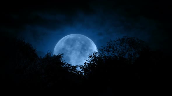 Large Full Moon Behind Trees