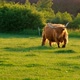 Scottish bull Highland breed.Furry highland bull - VideoHive Item for Sale