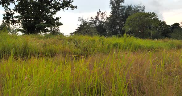 Trees and Houses of Grass Land in Garden