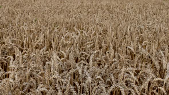 Gold Wheat Field. Beautiful Nature Sunset Landscape