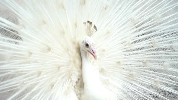 Albino peacock bird displaying out spread tail feathers with white plumage in zoo park.