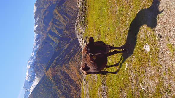 A black cow looks into the camera. mountains in Georgia, in Svaneti,