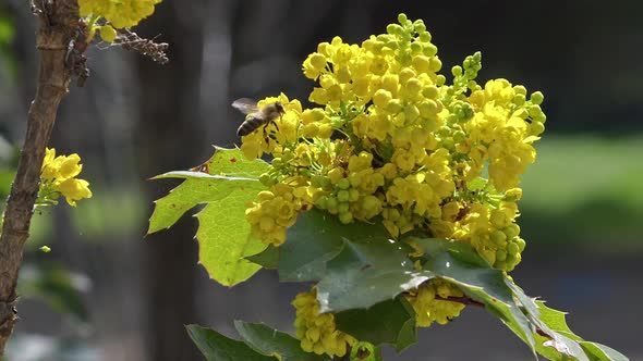 Honey Bees Collecting Pollen From Yellow Flowers In The Forest 3