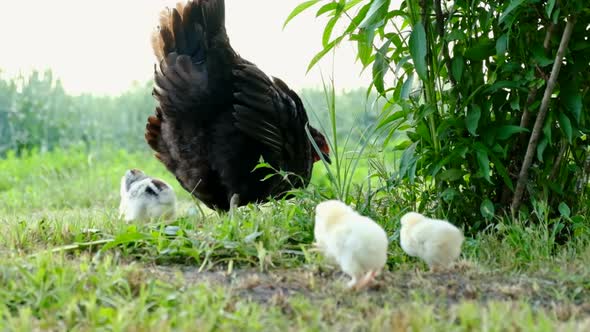 A Caring Hen That Protects Its Little White and Yellow Chicks That Roam Freely on the Selenium Grass