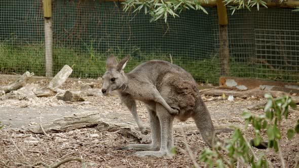 Australian red necked wallaby in a Victorian wildlife sanctuary. The native animal scratches itself.