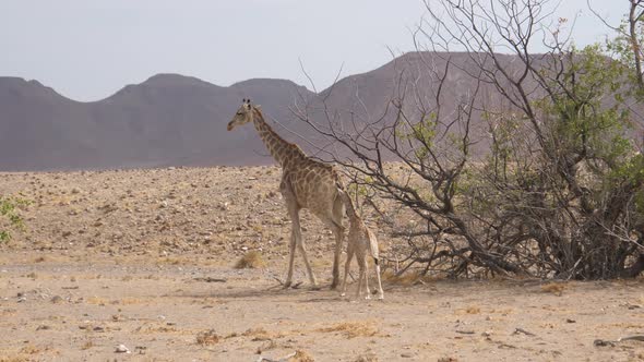 Giraffe Family Walks Away on The Savanna 