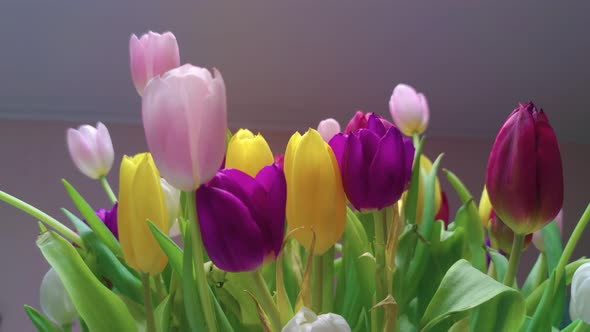 Colored Tulips In The Room