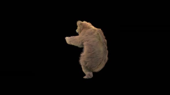 142 Bear Dancing HD