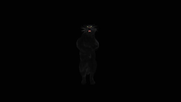 64 Panther Dancing HD