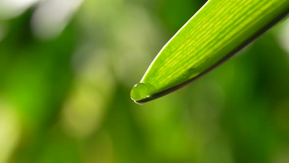 Drop of Water on a Leaf