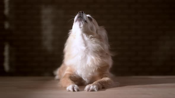 light beige senior chihuahua dog howling or singing on wooden floor at home