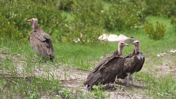 Three Hooded vulture on the ground in The Gambia