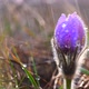 Beautiful spring Pulsatilla patens in the spring rain - VideoHive Item for Sale