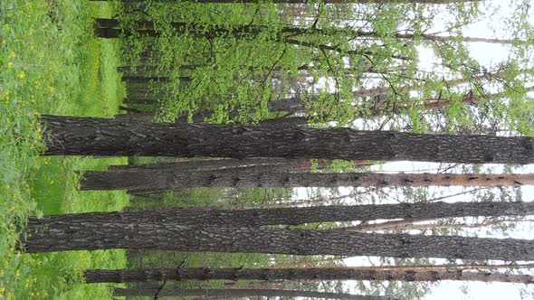 Vertical Video of a Beautiful Green Pine Forest on a Summer Day Slow Motion