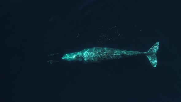 Incredible moment of Common Dolphins bow riding in front of a Gray Whale during the southern migrati