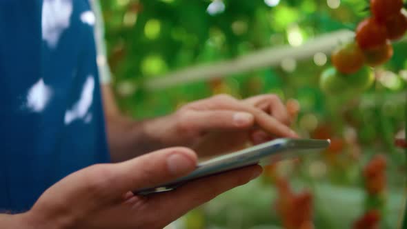 Closeup Agricultural Specialist Checking Tomatoes Quality with Modern Tablet