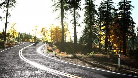 Forest Road Under Sunset Sunbeams