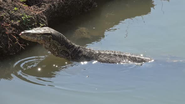 Varan Swimming in a River Thailand