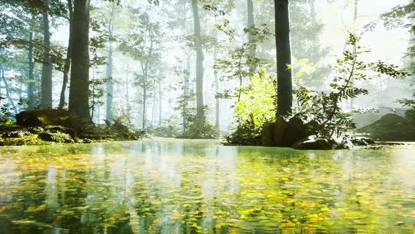 Sunrise with Sunbeams Through the Forest By the Lake