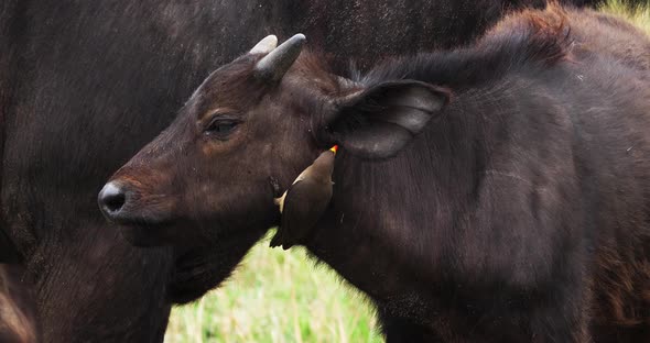 African Buffalo, syncerus caffer, Calf with Yellow Billed Oxpecker, buphagus africanus