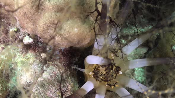 Close up of a sea cucumber feeding at night on plankton on a coral reef.