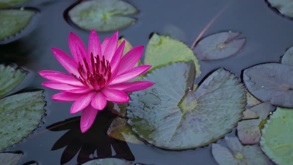 One bright pink lotus floweres in the wind, cloudy day after rain