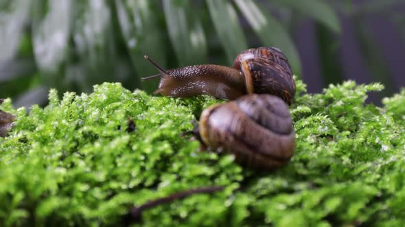 Two Funny Snails on the Green Grass
