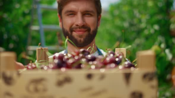 Agronomist Holding Cherry Box Looking Camera in Modern Plantation Greenhouse