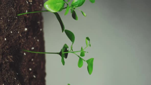 Seedling Growth Eco Plant Green Leaves Vertical