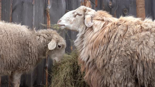 Sheep Eat Hay in a Farm Yard Near a Wooden Barn