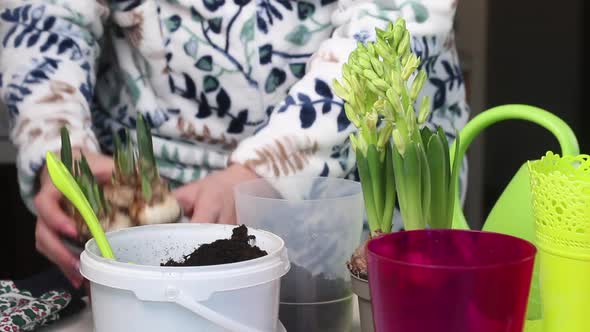 The Woman Transplants The Primroses Into A New Pot. Bulbs Of Hyacinths And Daffodils With Buds