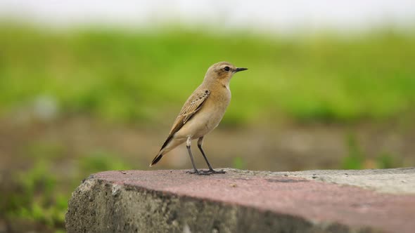 Northern Wheatear