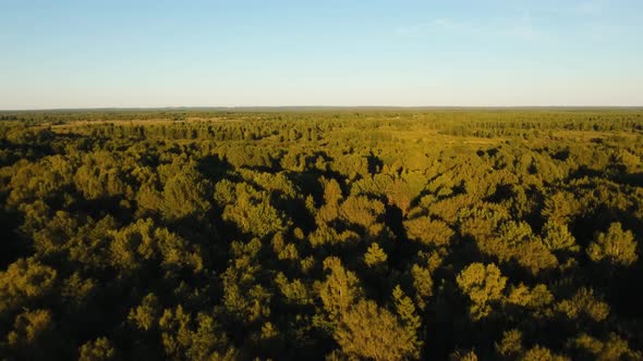 Flight Over the Green Forest.