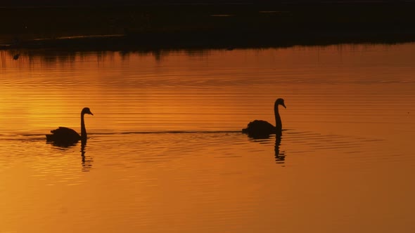 Graceful silhouette swans swimming across lake, orange sunset at bird sanctuary