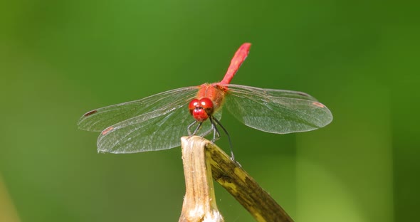 Scarlet Dragonfly Crocothemis Erythraea is a Species of Dragonfly in the Family Libellulidae