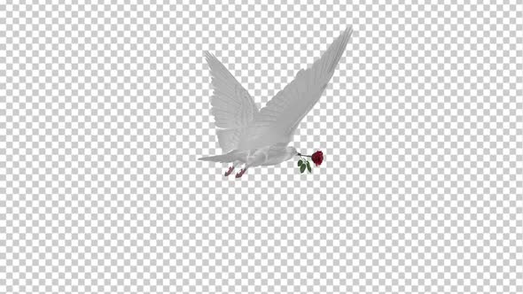 White Dove with Red Rose - Flying Loop - Back Angle